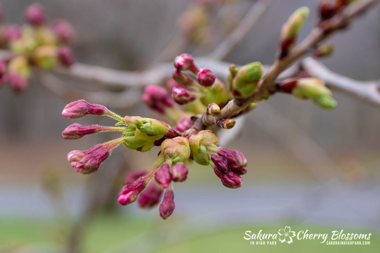 sakura watch May 2-2019-127.jpg