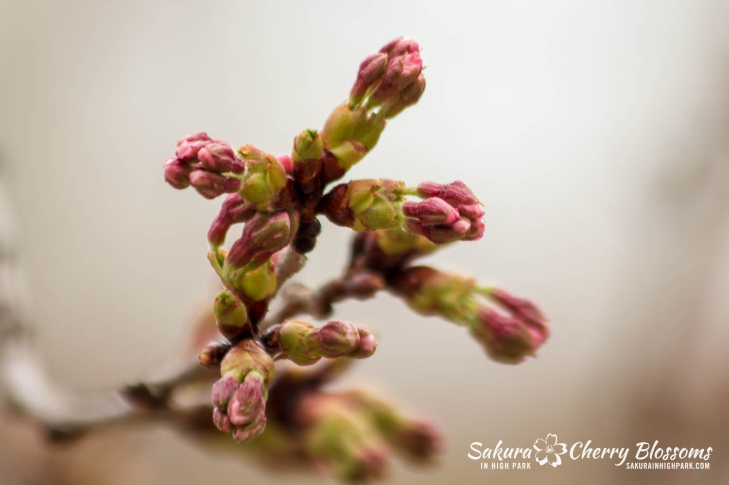 sakura watch May 2-2019-73.jpg