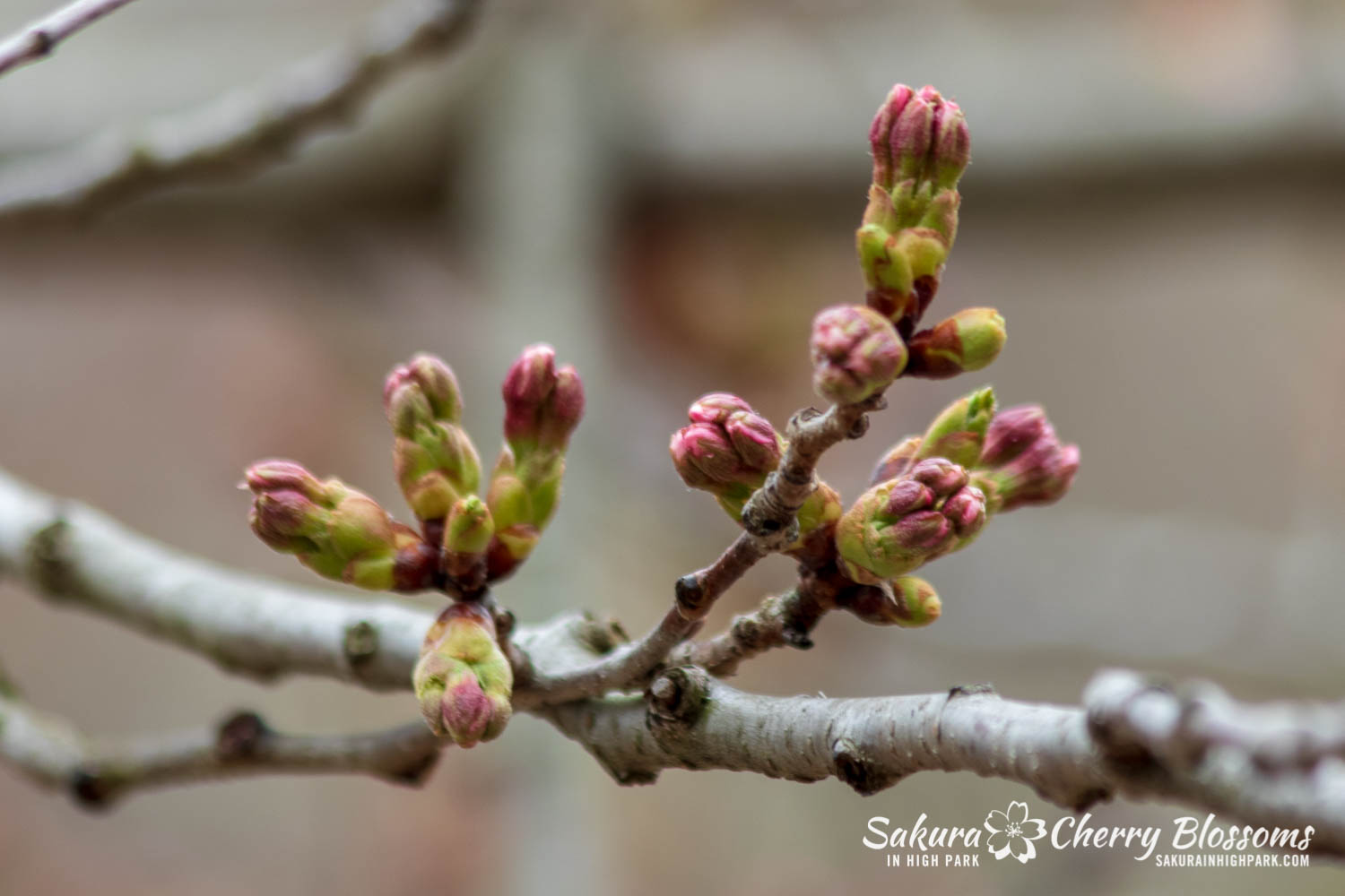 sakura watch May 2-2019-68.jpg