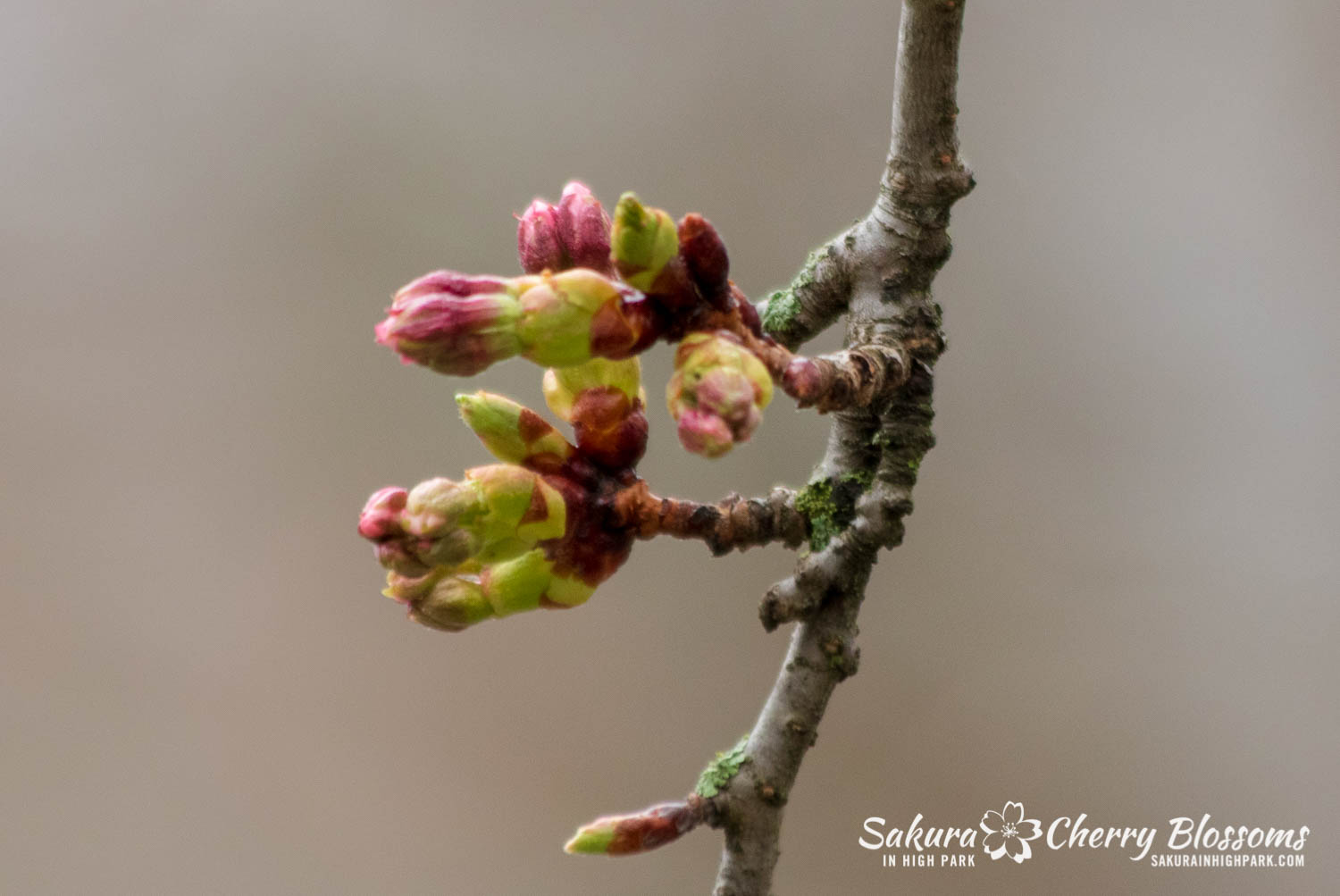 sakura watch May 2-2019-58.jpg