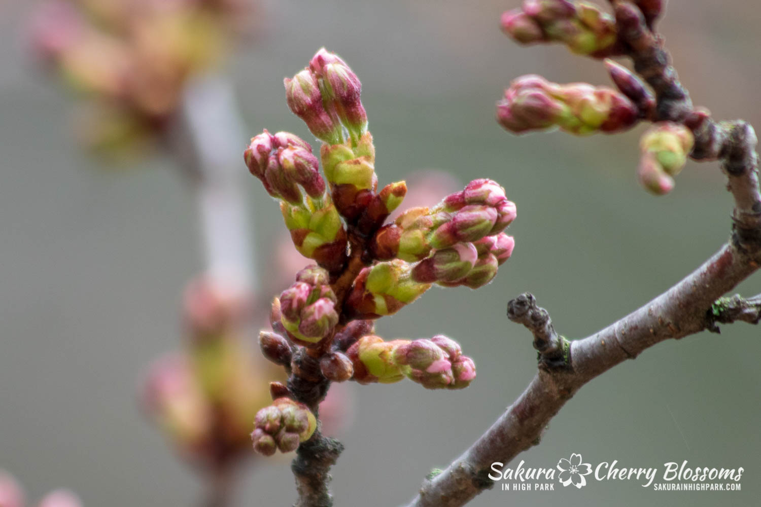 sakura watch May 2-2019-14.jpg