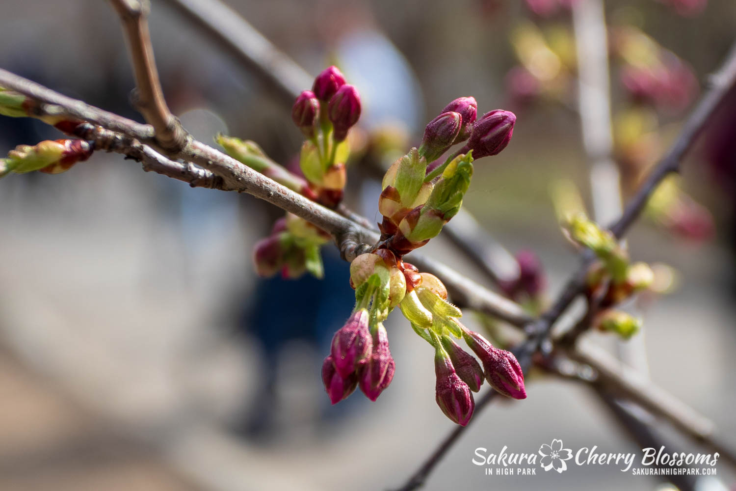 sakura watch May 4-2019-43.jpg