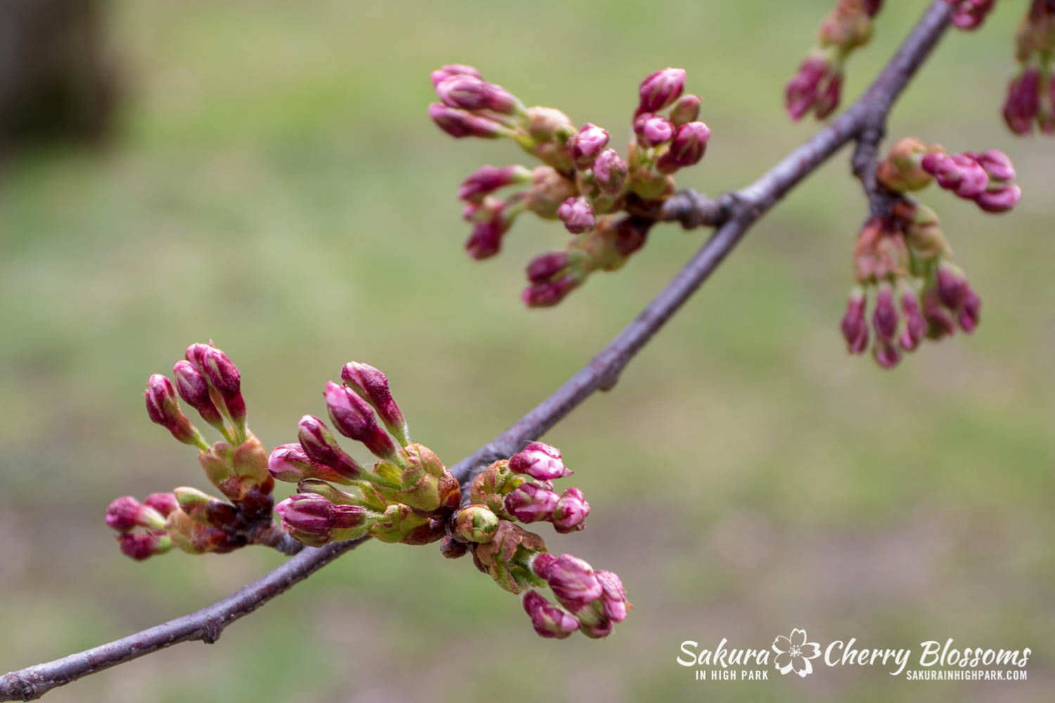 sakura watch May 4-2019-29.jpg