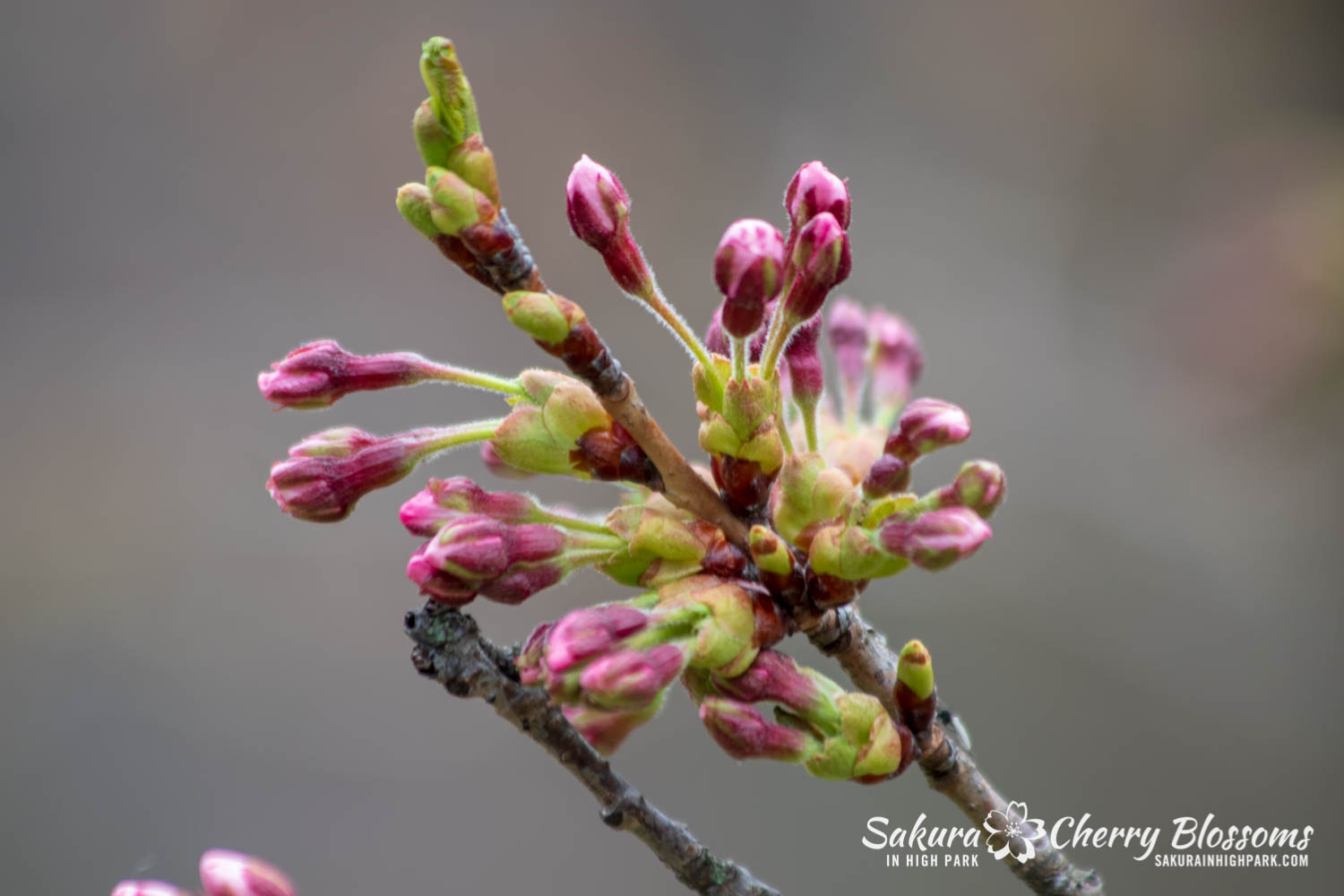 sakura watch May 4-2019-16.jpg