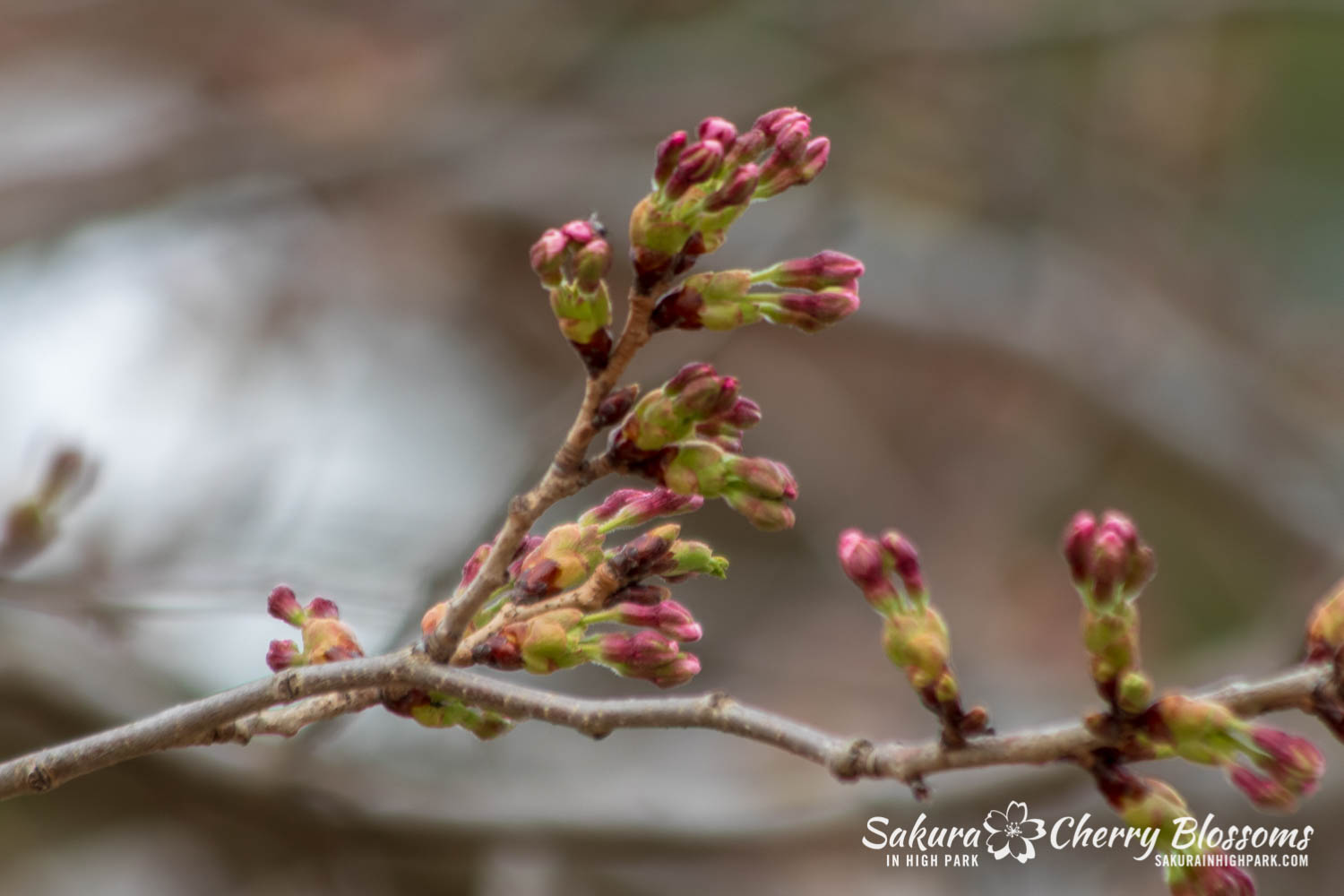 sakura watch May 4-2019-10.jpg