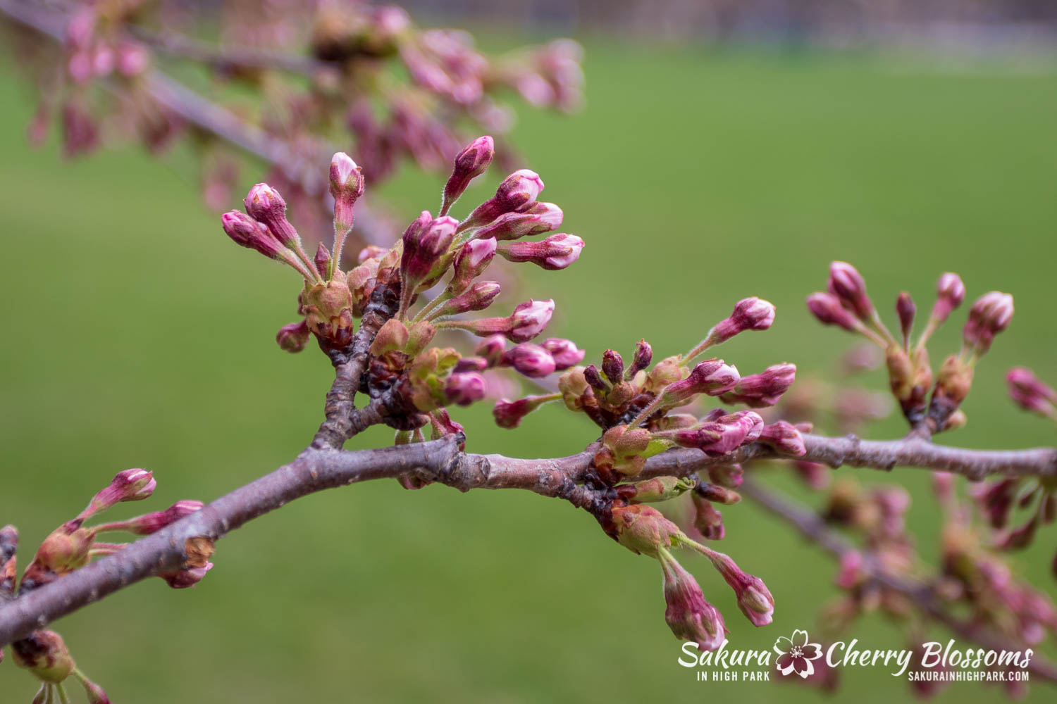 sakura watch may 6-2019-91.jpg