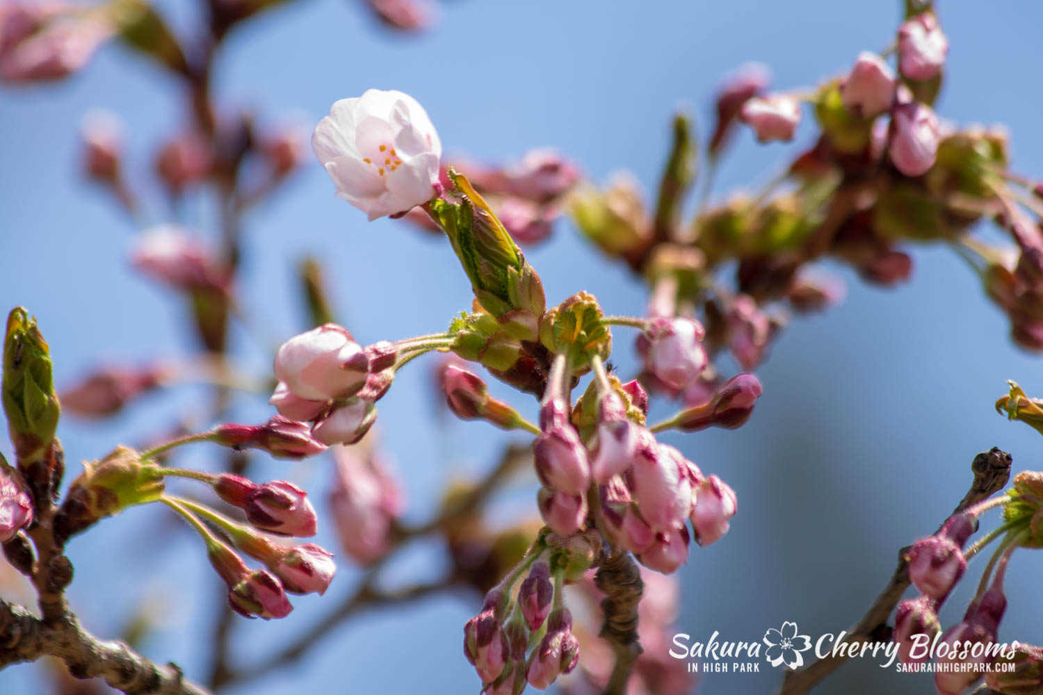 sakura watch may 6-2019-51.jpg