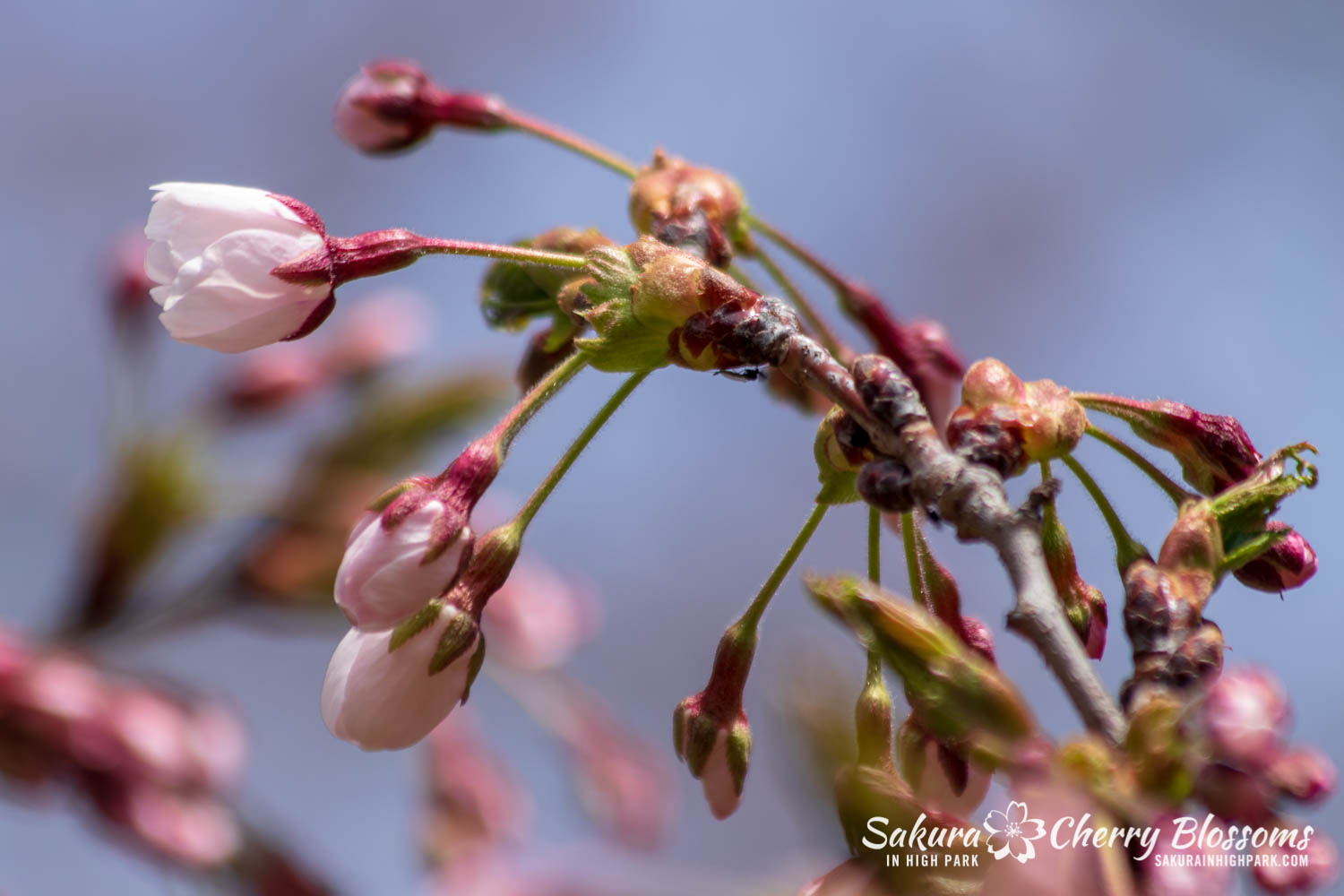 sakura watch may 6-2019-60.jpg