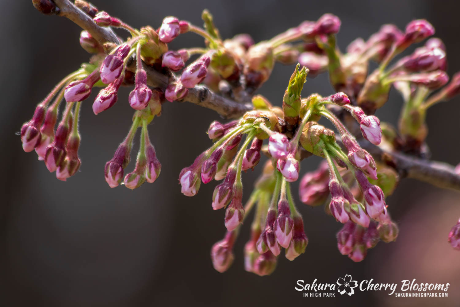 sakura watch may 6-2019-32.jpg
