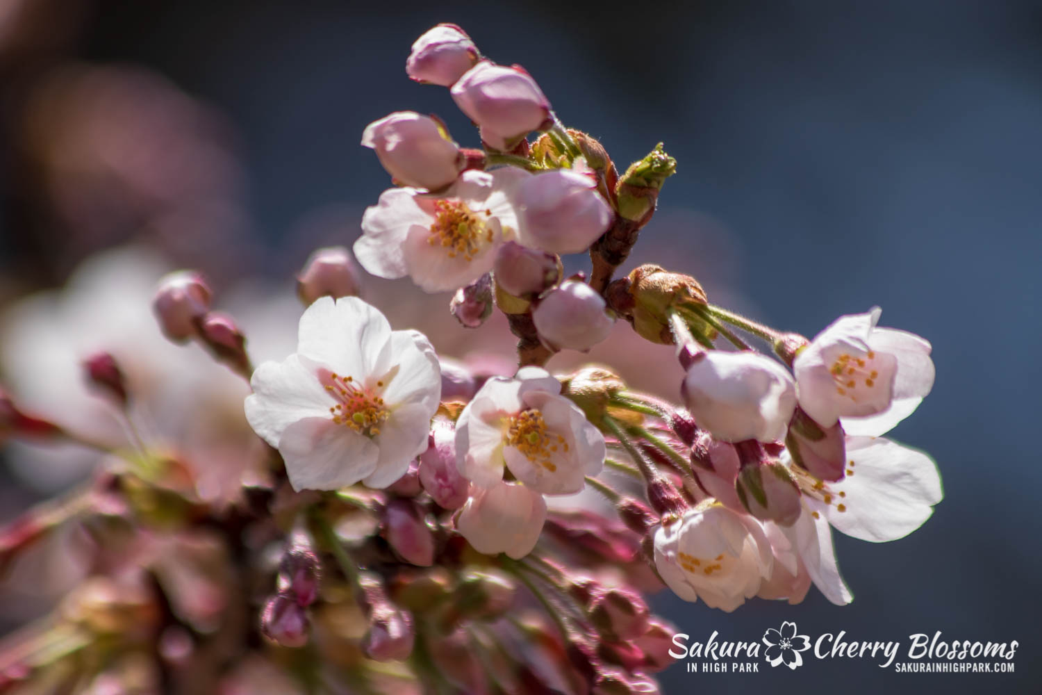 sakura watch may 6-2019-22.jpg
