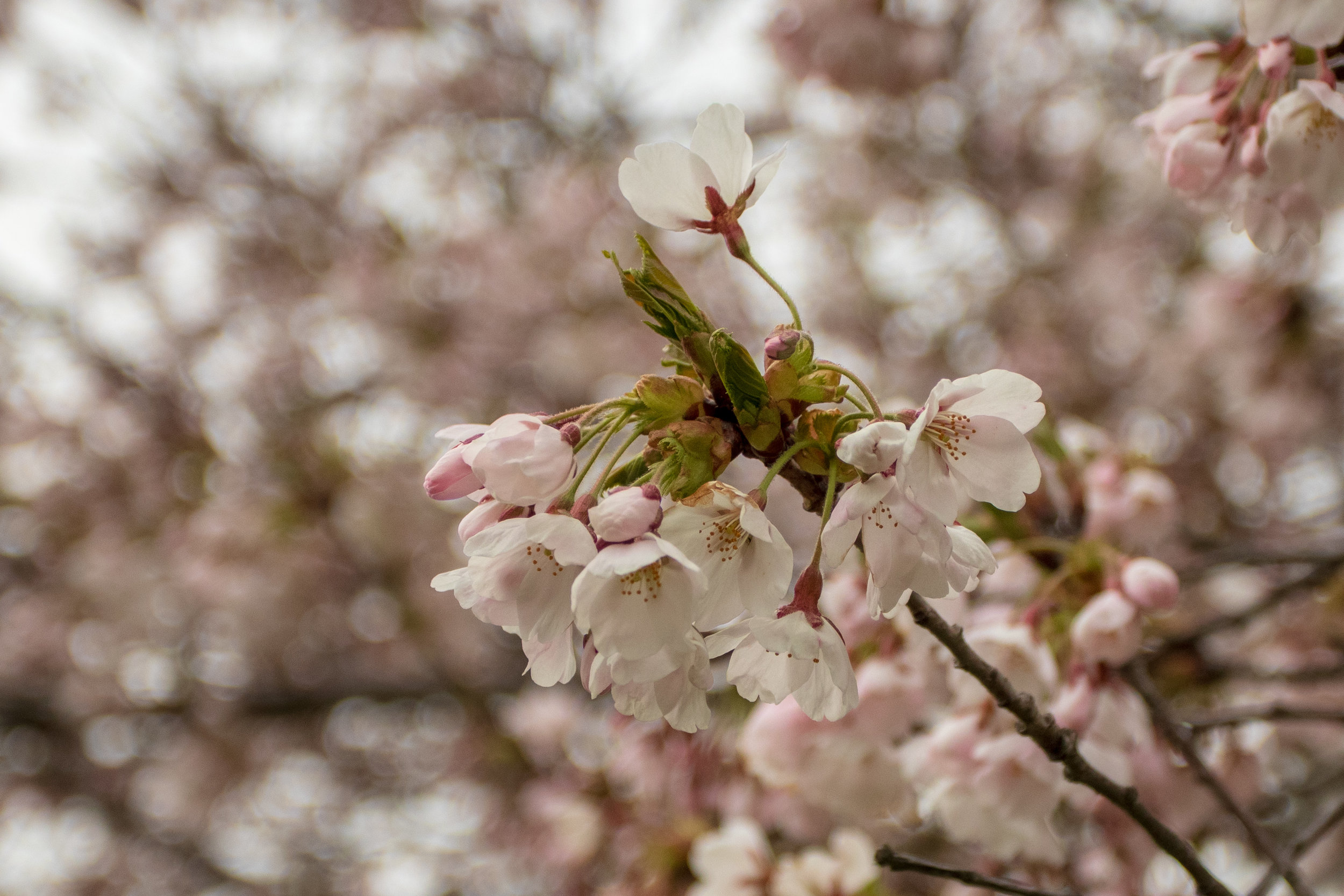 sakura watch May 9-2019-196.jpg