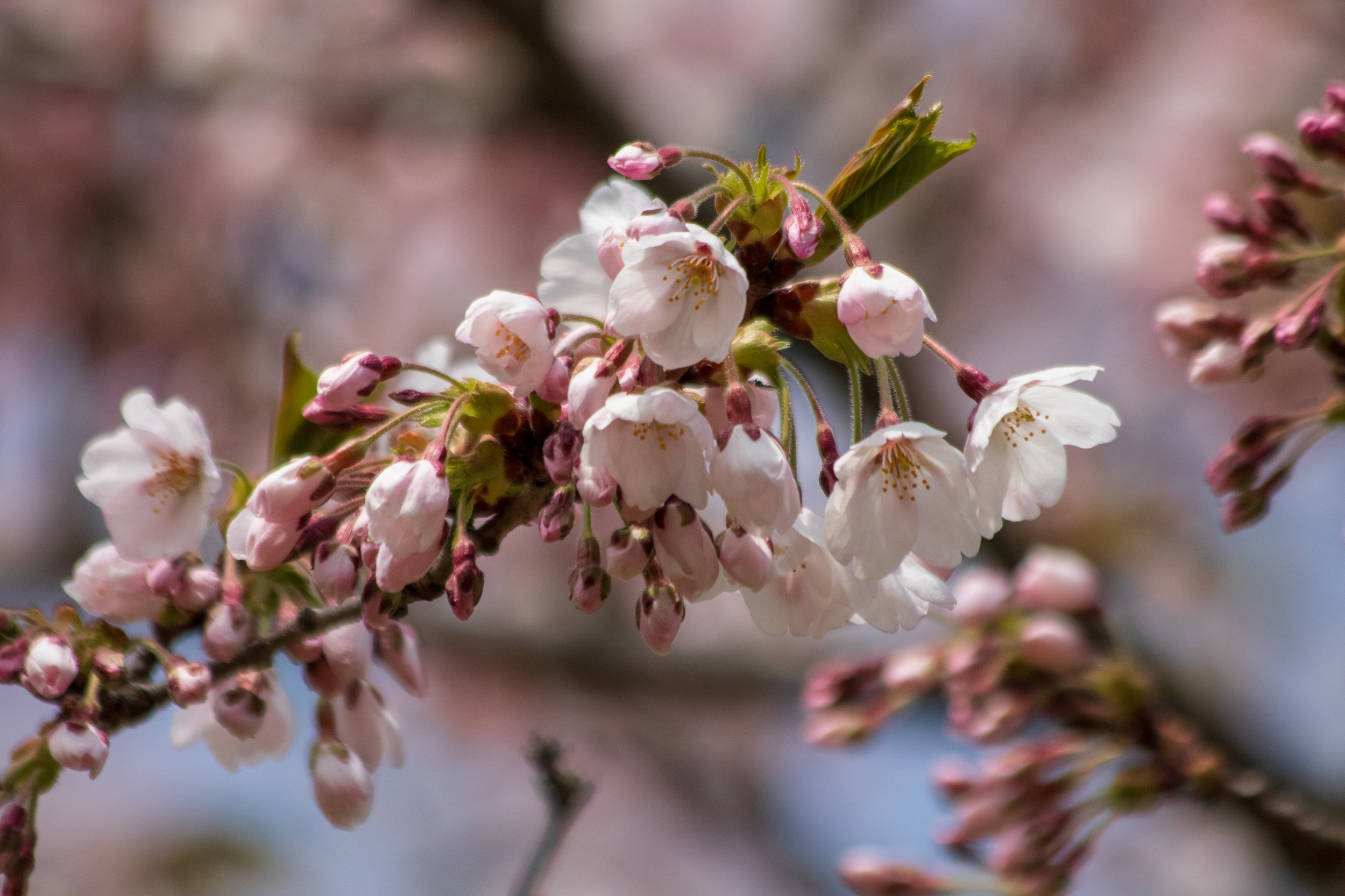 sakura watch May 9-2019-89.jpg