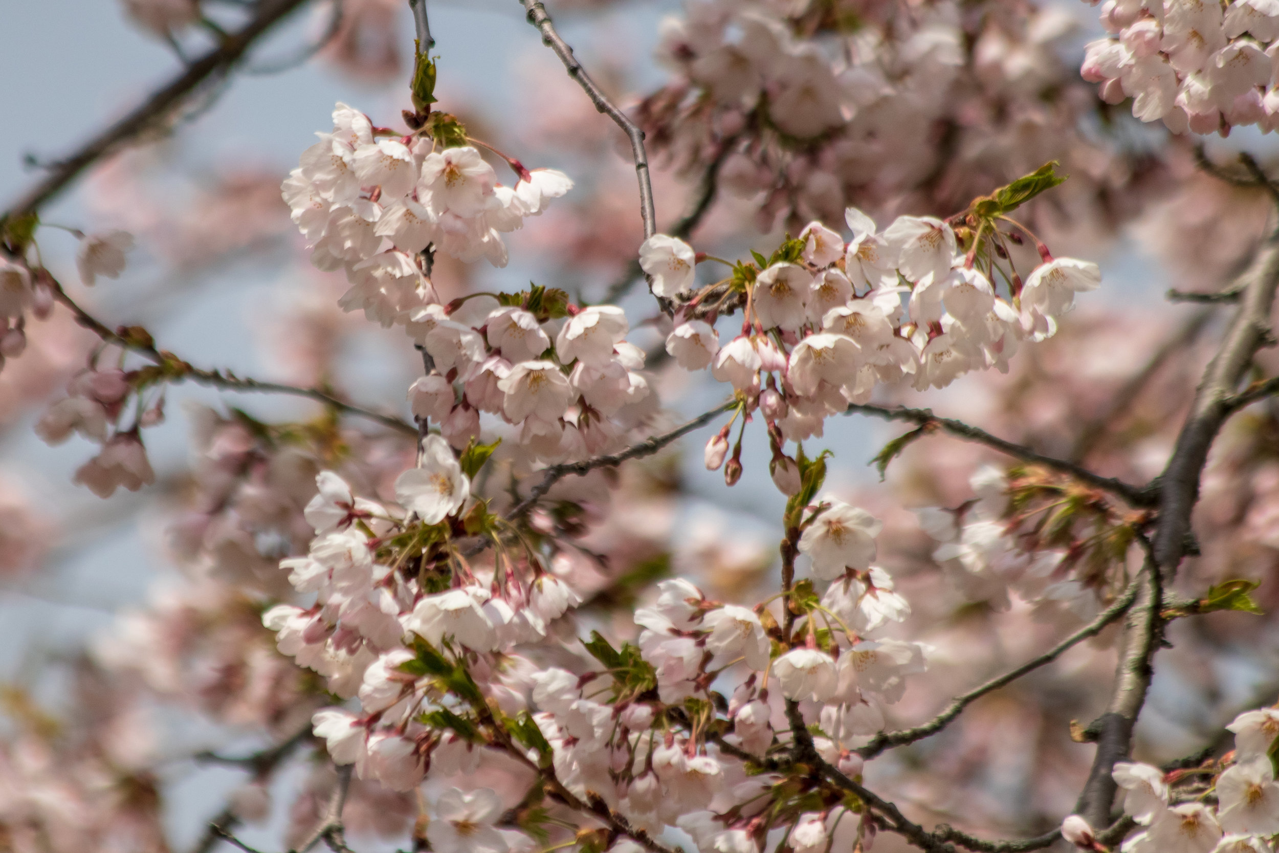 sakura watch May 9-2019-86.jpg