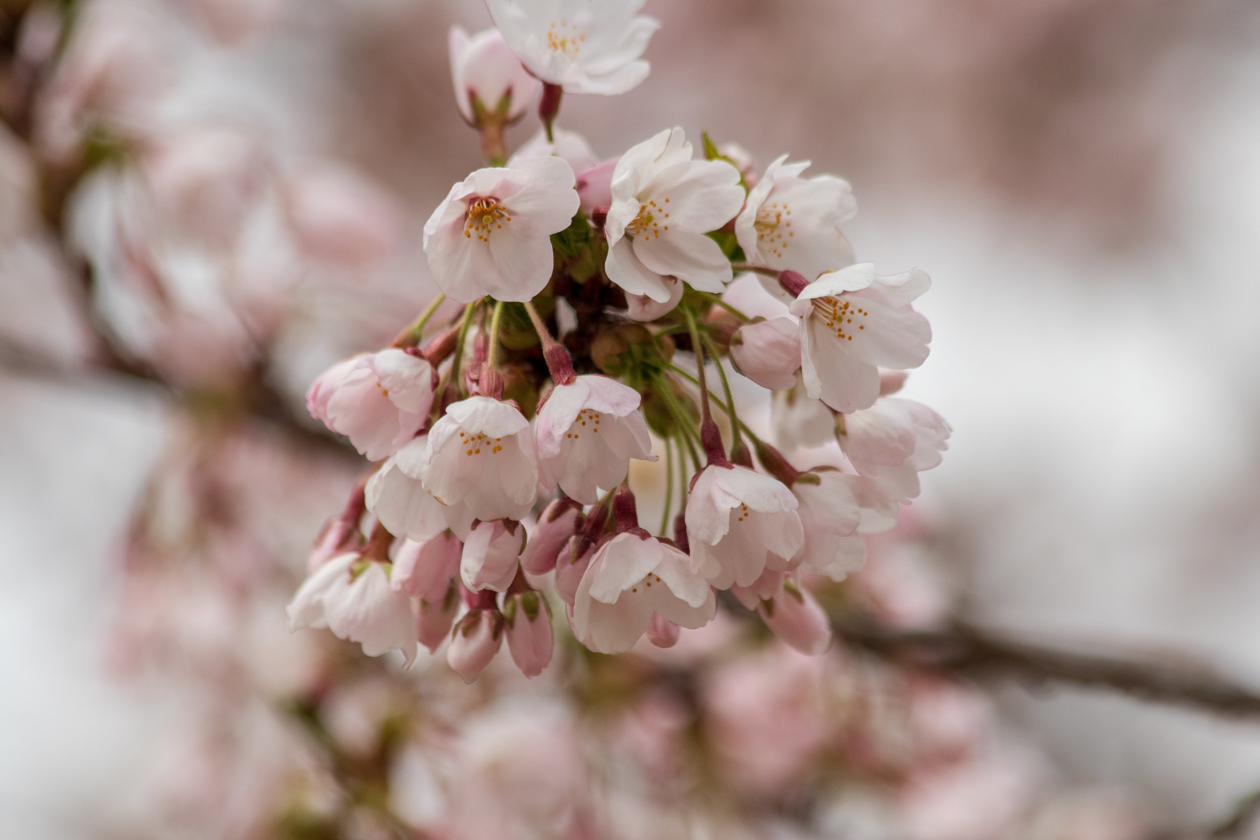 sakura watch May 9-2019-66.jpg