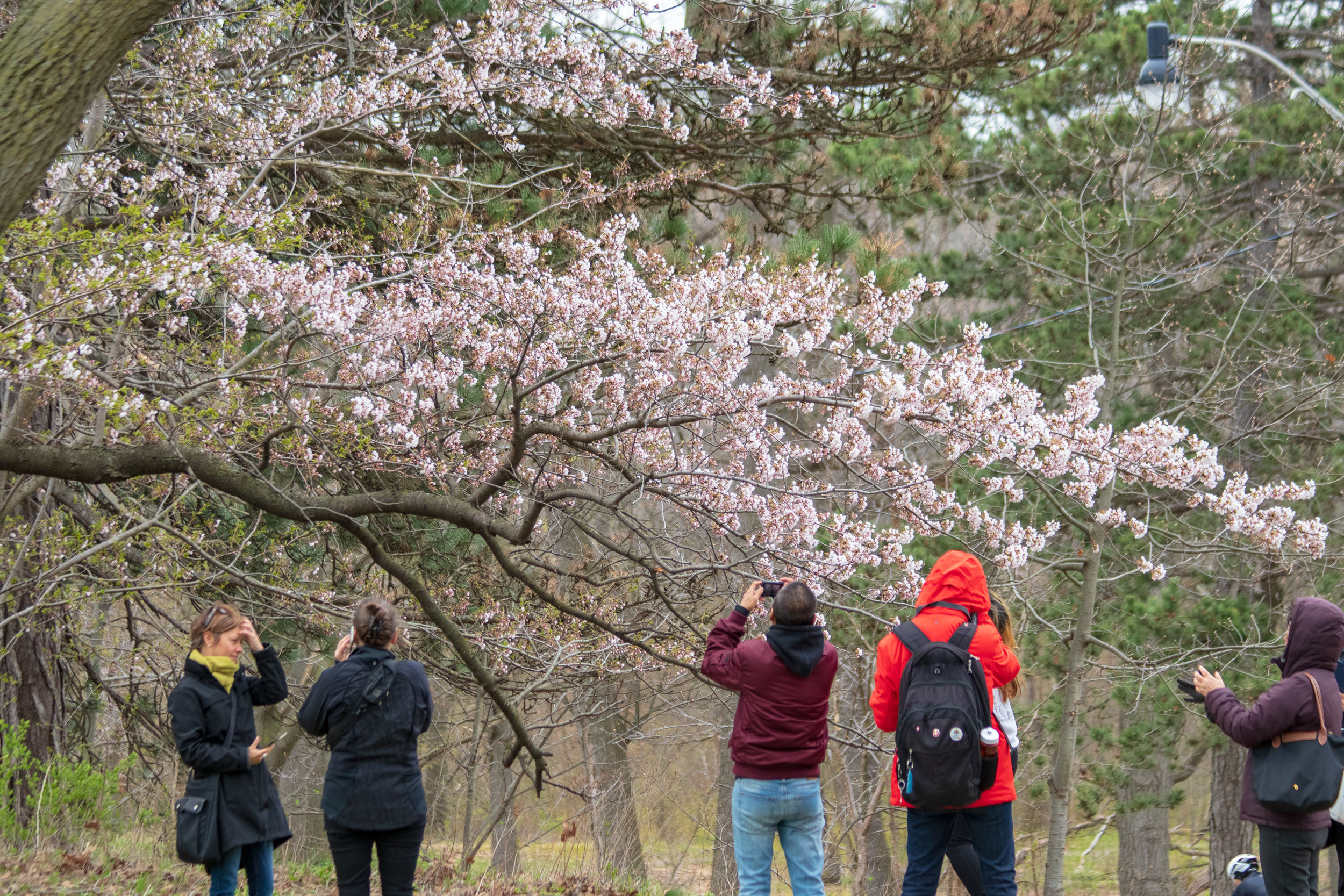 sakura watch May 9-2019-18.jpg