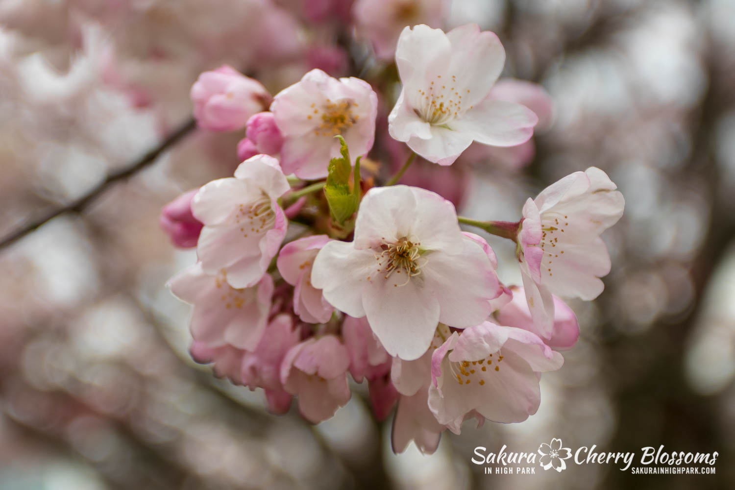 sakura watch may 11-2019-152.jpg