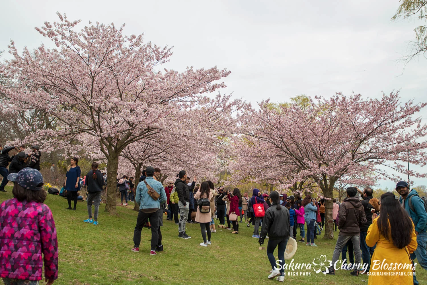 sakura watch may 11-2019-132.jpg