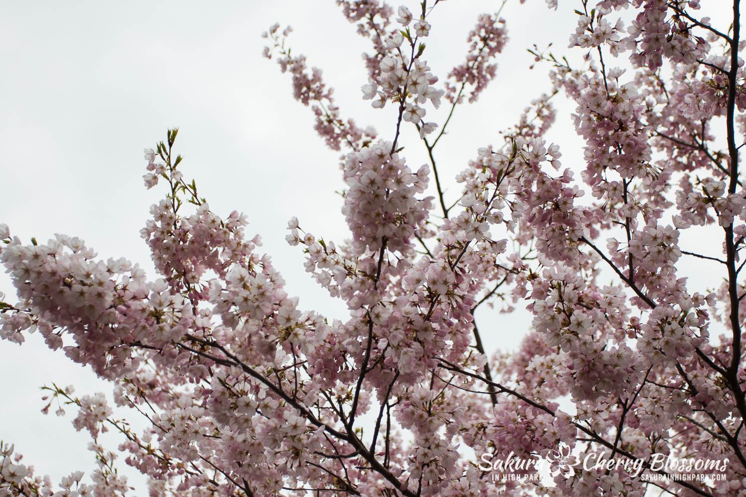 sakura watch may 11-2019-135.jpg