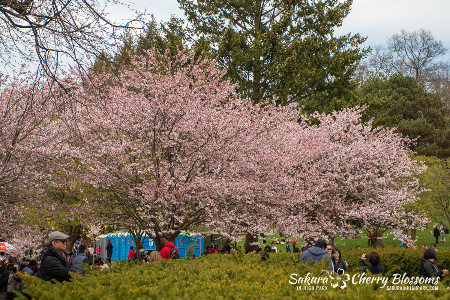 sakura watch may 11-2019-131.jpg