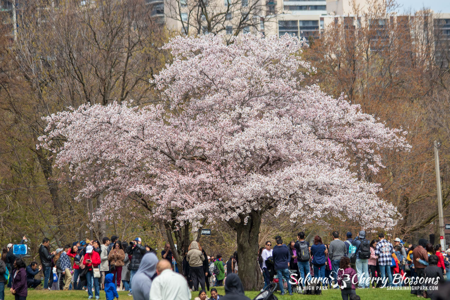 sakura watch may 11-2019-90.jpg