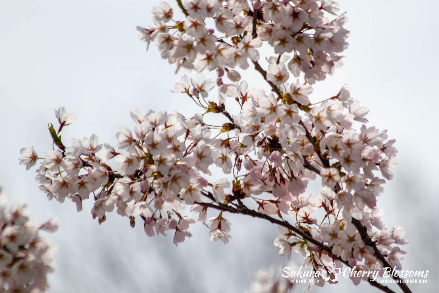 sakura watch may 11-2019-75.jpg