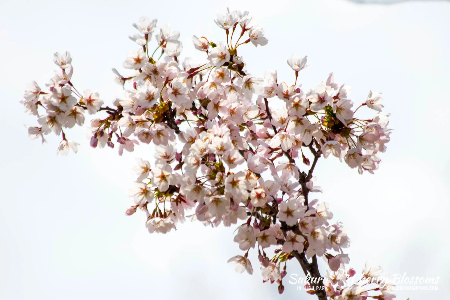 sakura watch may 11-2019-70.jpg