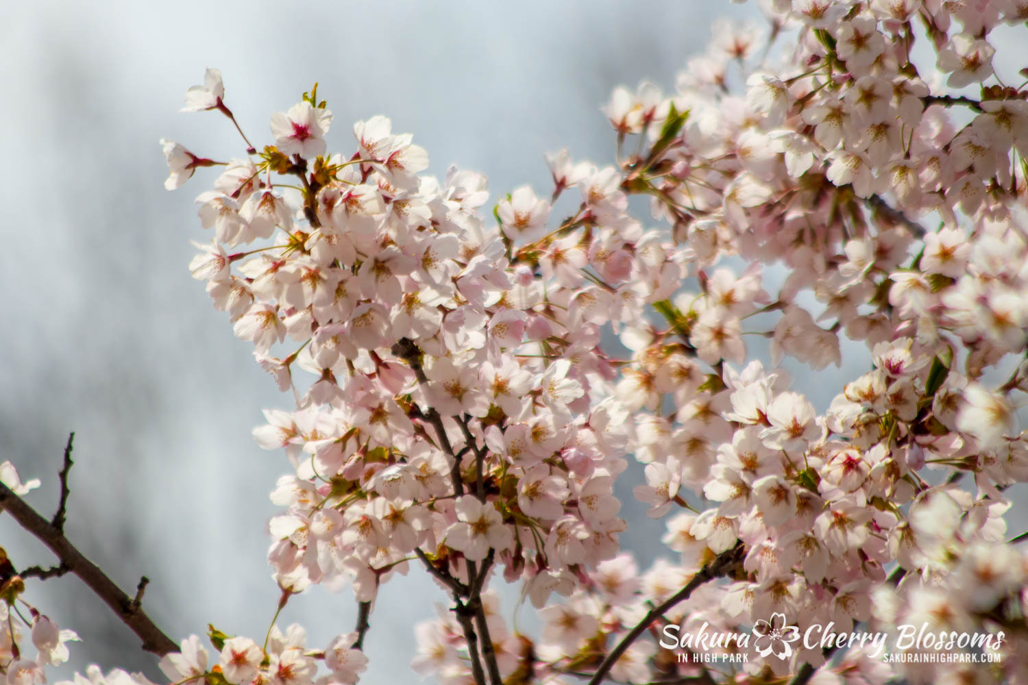 sakura watch may 11-2019-74.jpg