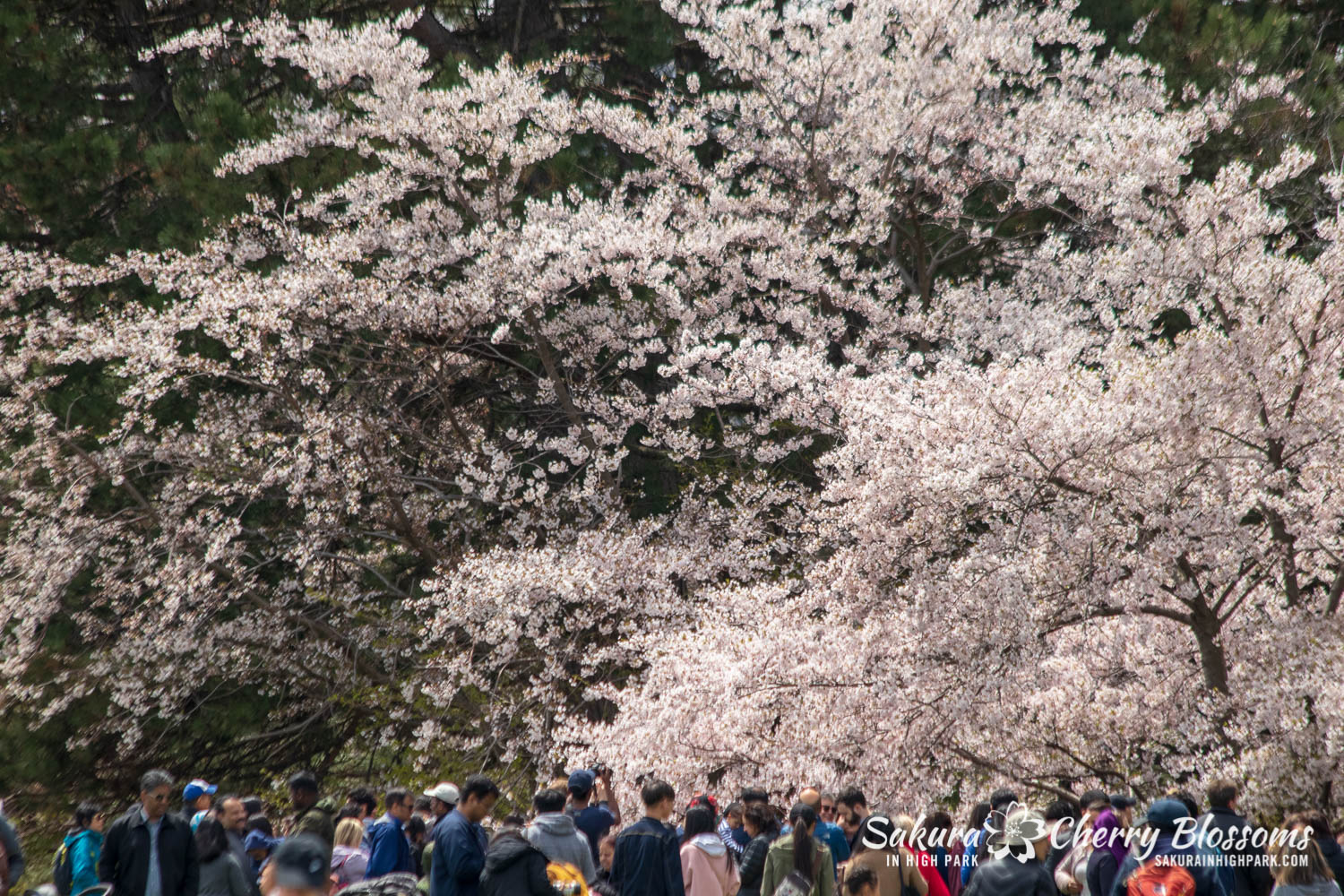 sakura watch may 11-2019-28.jpg