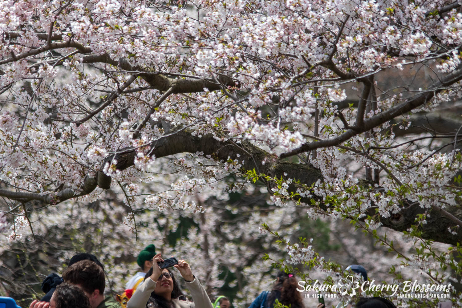 sakura watch may 11-2019-46.jpg