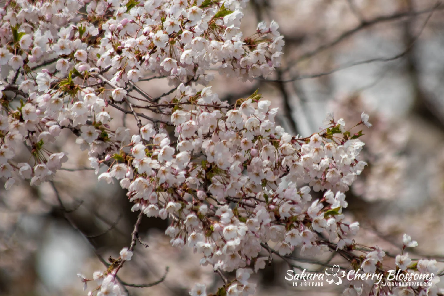 sakura watch may 11-2019-66.jpg