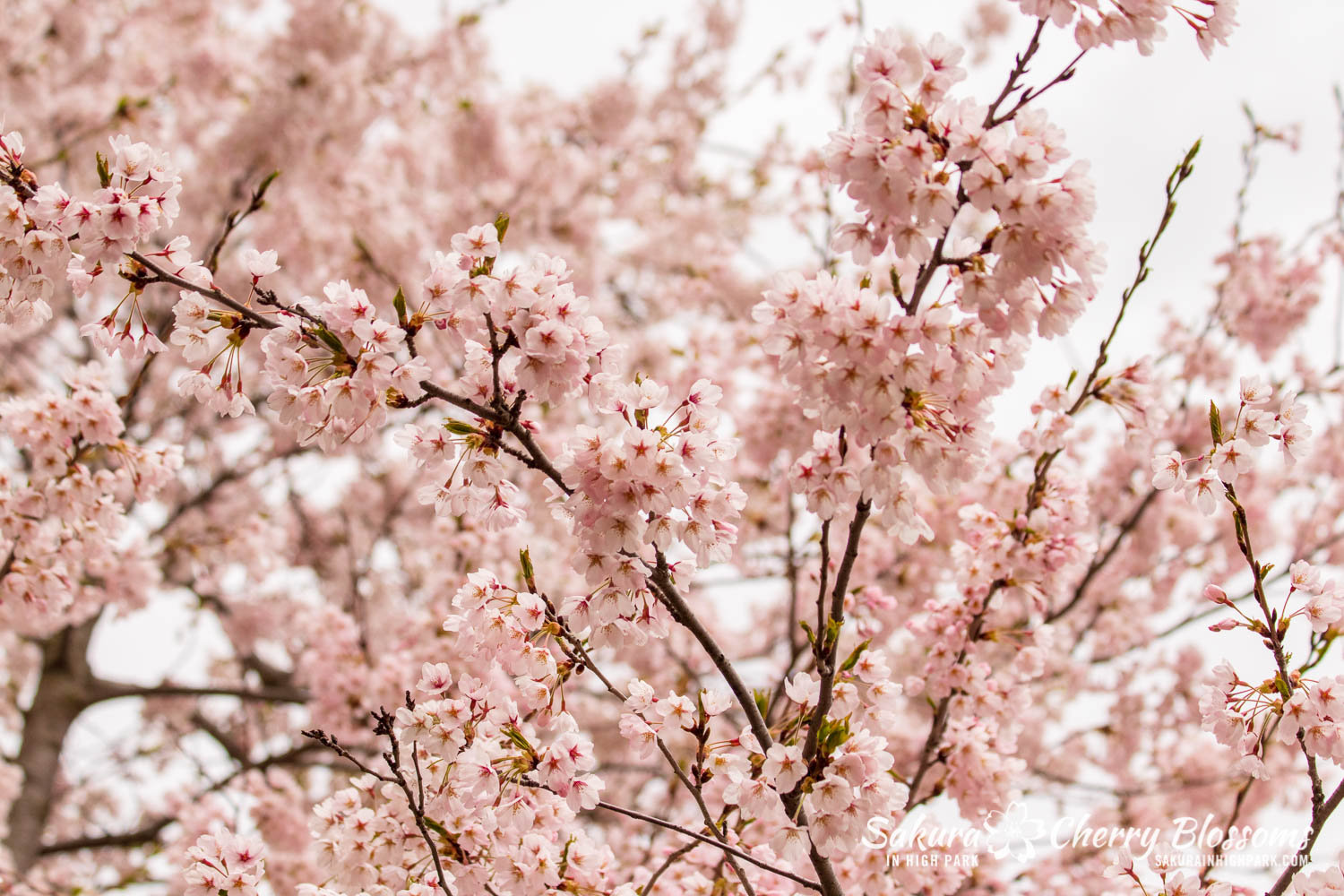 sakura watch may 14-2019-47.jpg