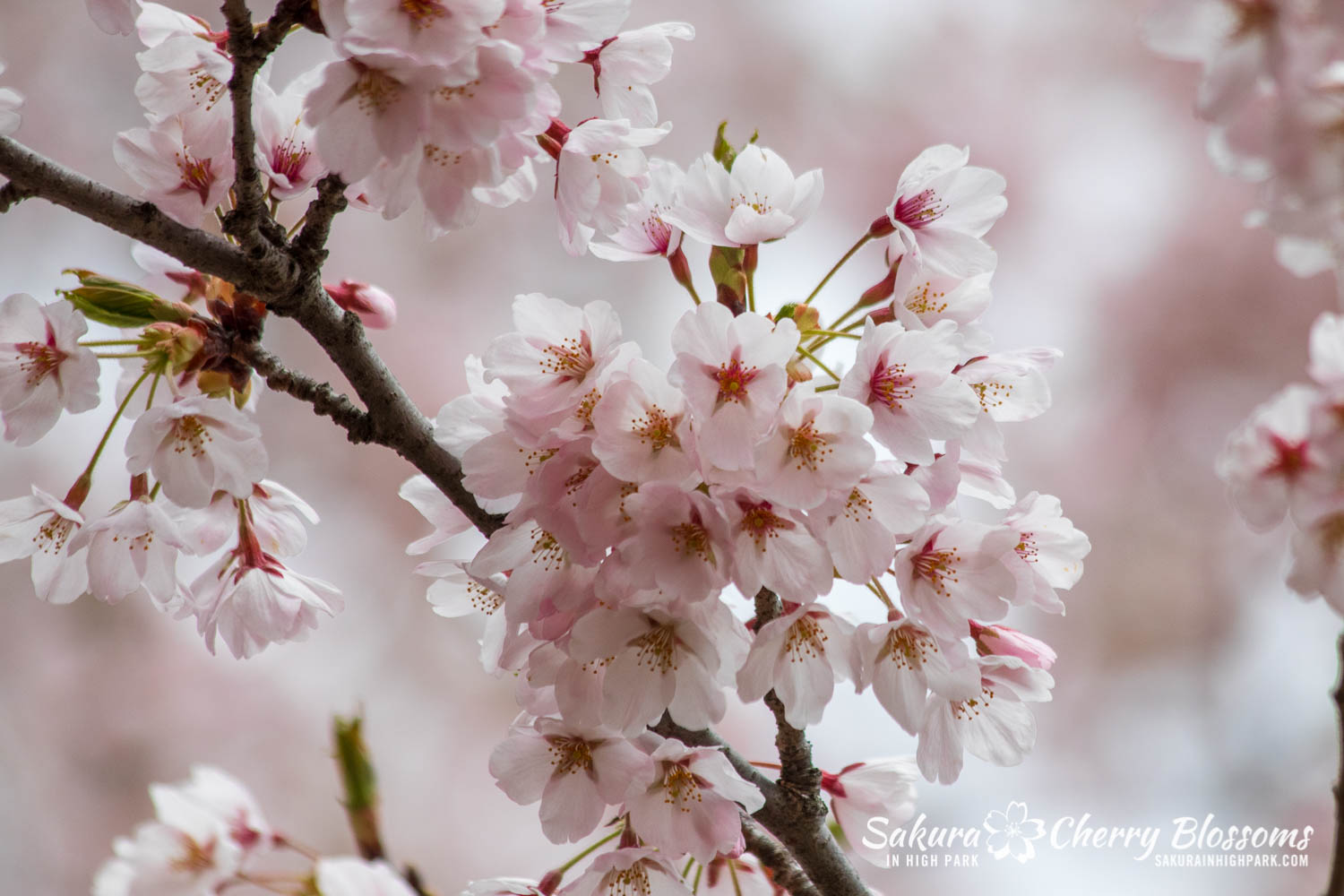 sakura watch may 14-2019-49.jpg