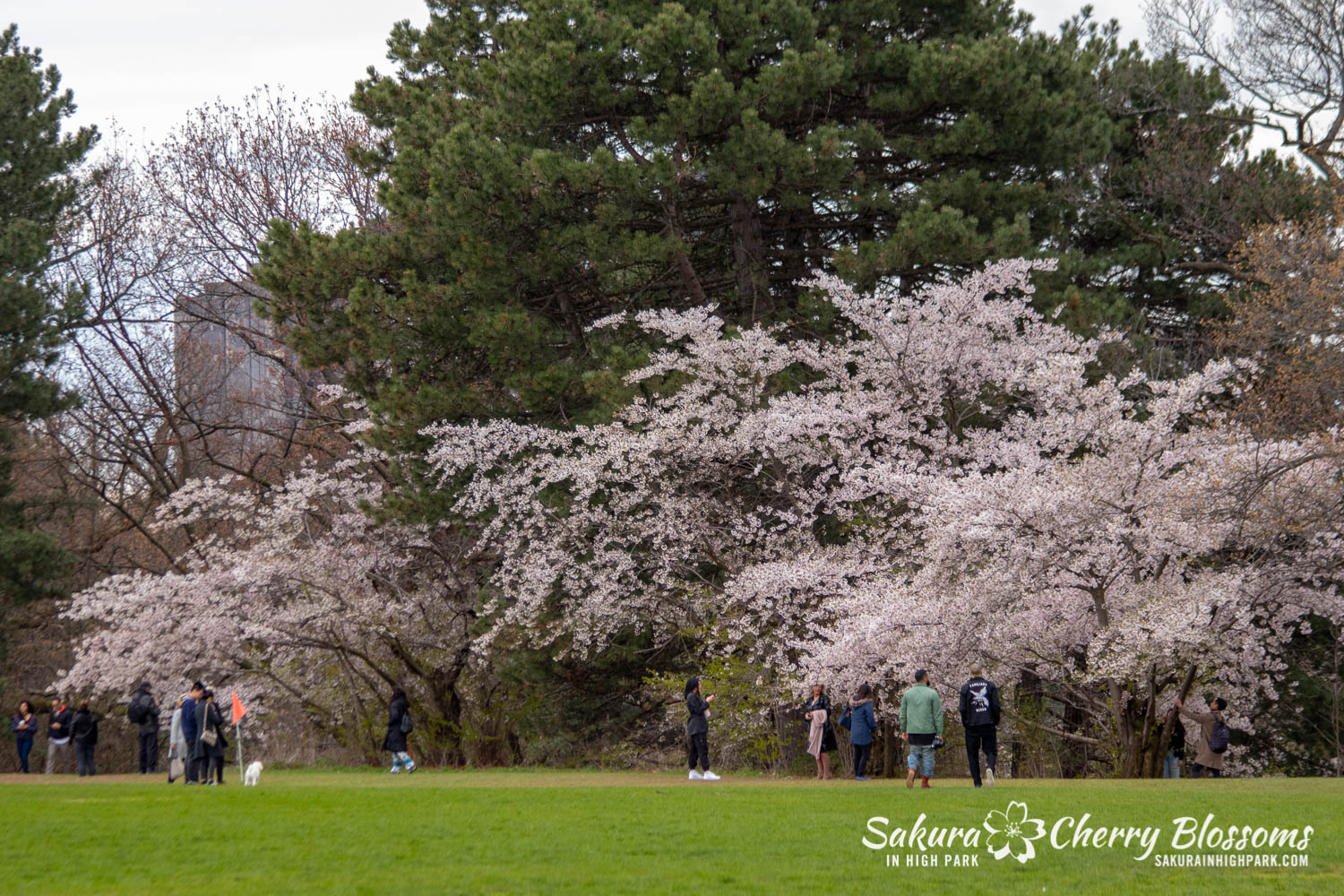 sakura watch may 14-2019-7.jpg