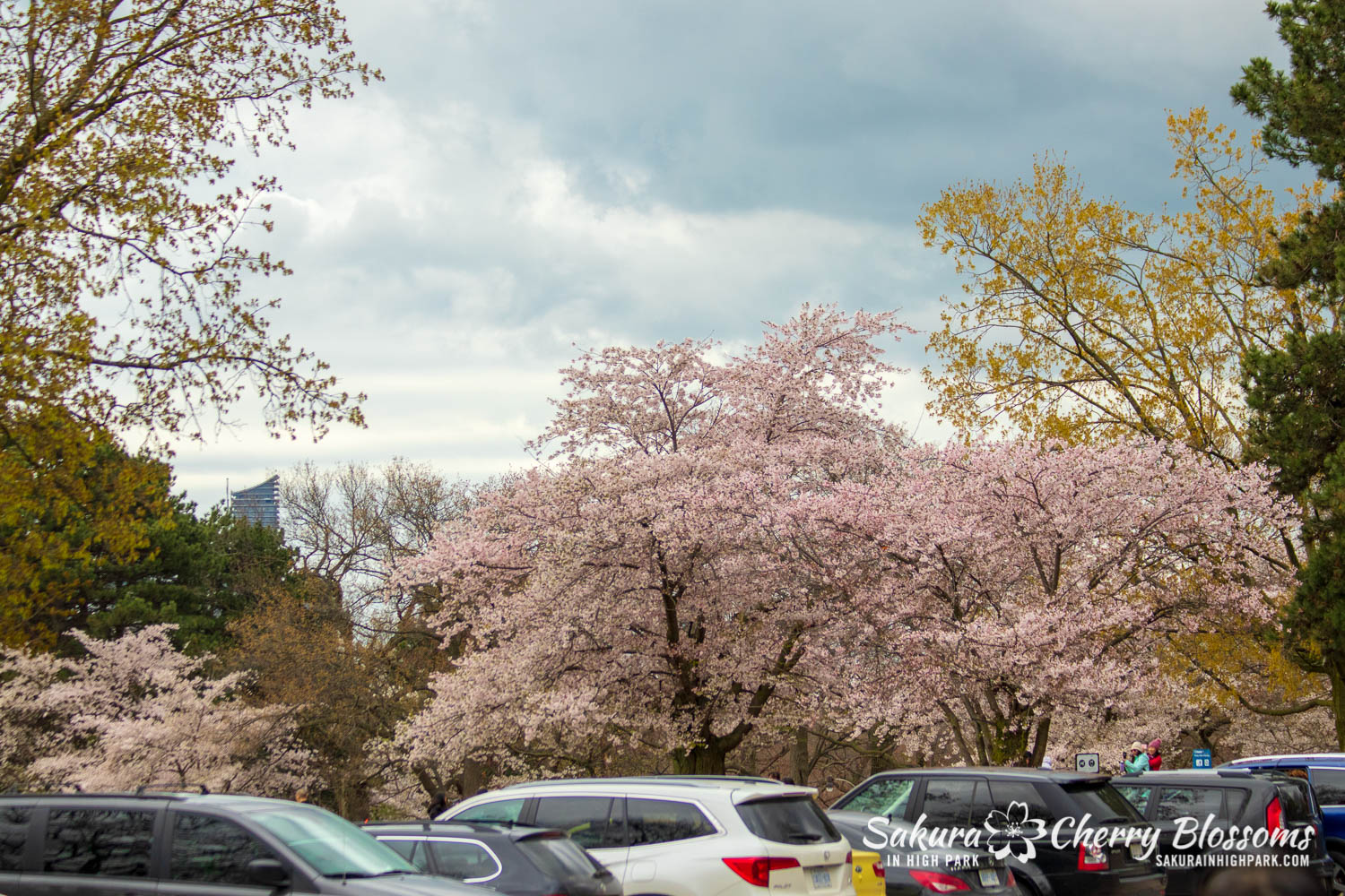 sakura watch may 14-2019-1.jpg