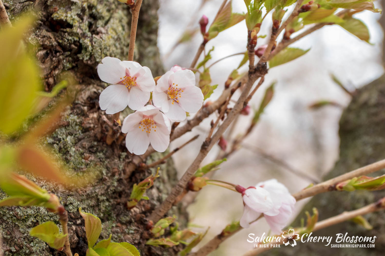 sakura watch may 14-2019-299.jpg