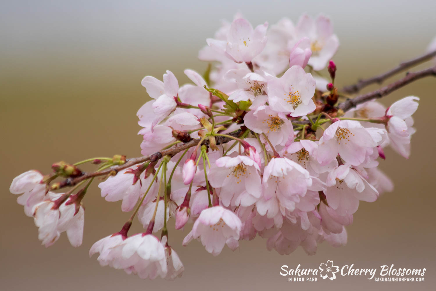 sakura watch may 14-2019-280.jpg