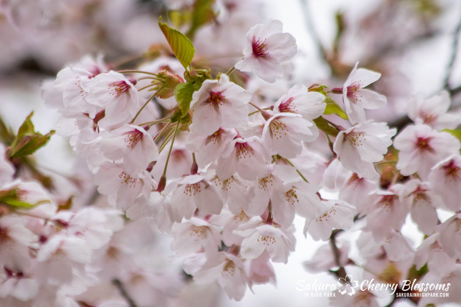 sakura watch may 14-2019-173.jpg