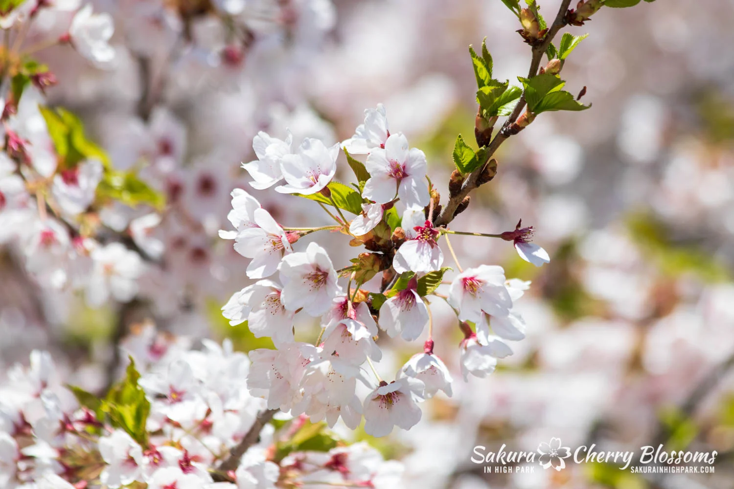 sakura watch may 17-19-5.jpg