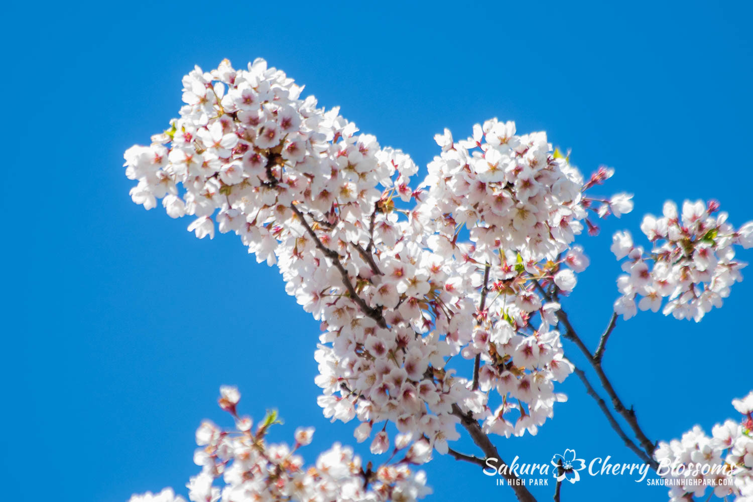 sakura watch may 17-19-35.jpg