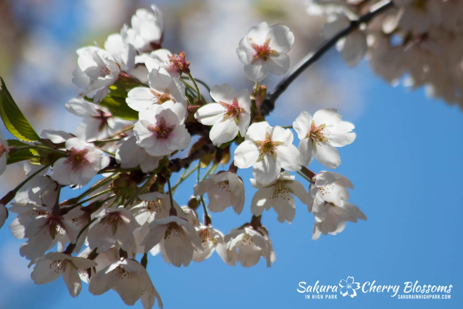 sakura watch may 17-19-62.jpg