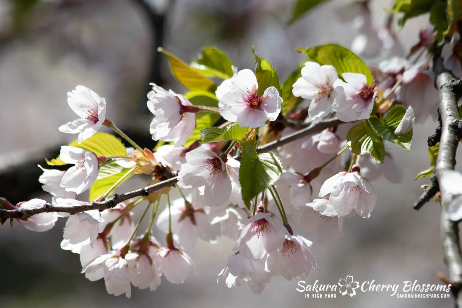 sakura watch may 17-19-77.jpg