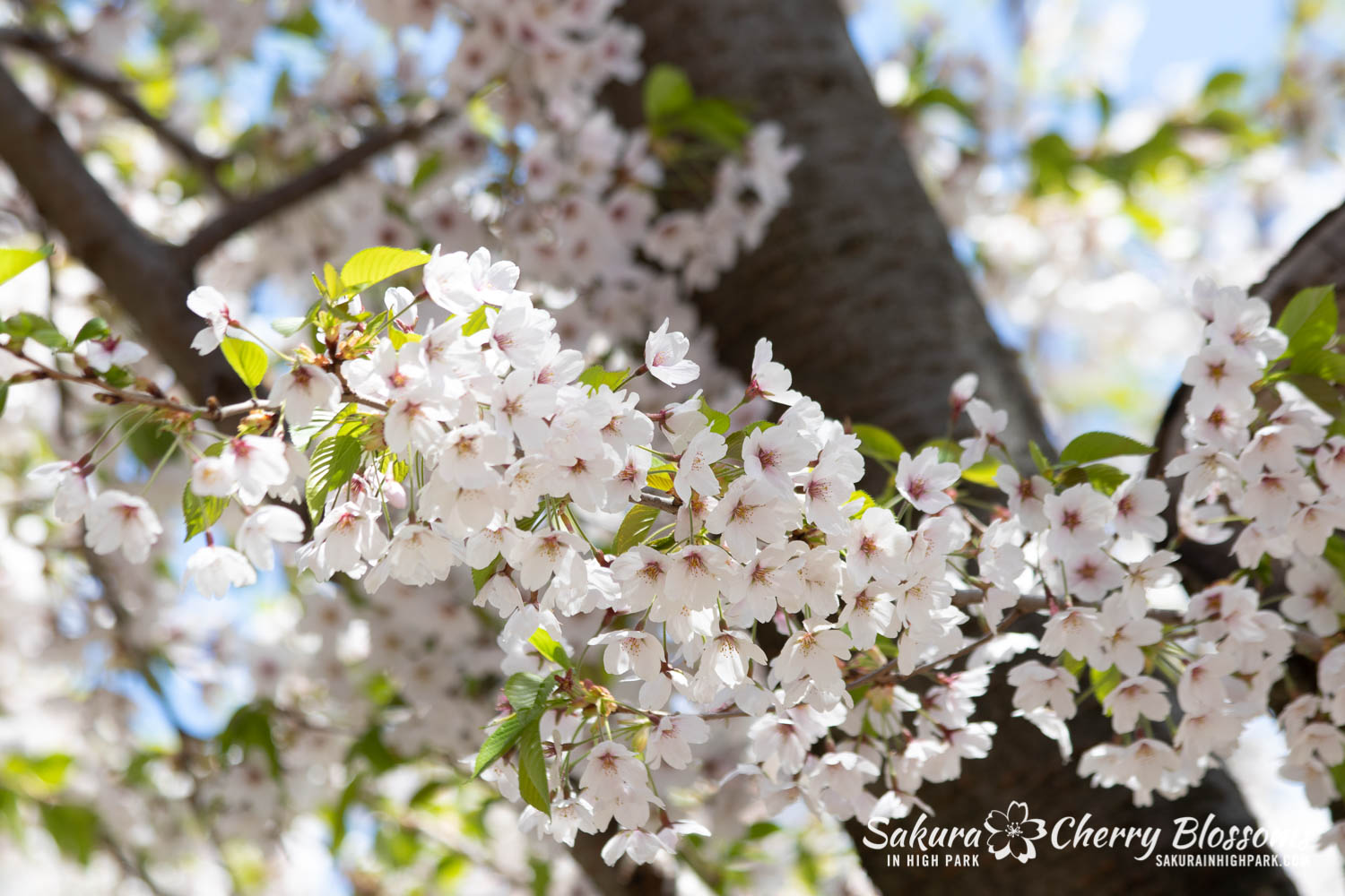 sakura watch may 17-19-105.jpg