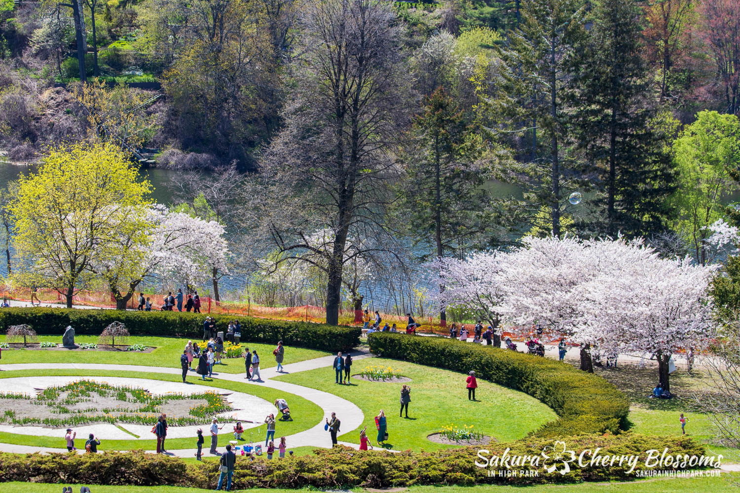 sakura watch may 17-19-164.jpg