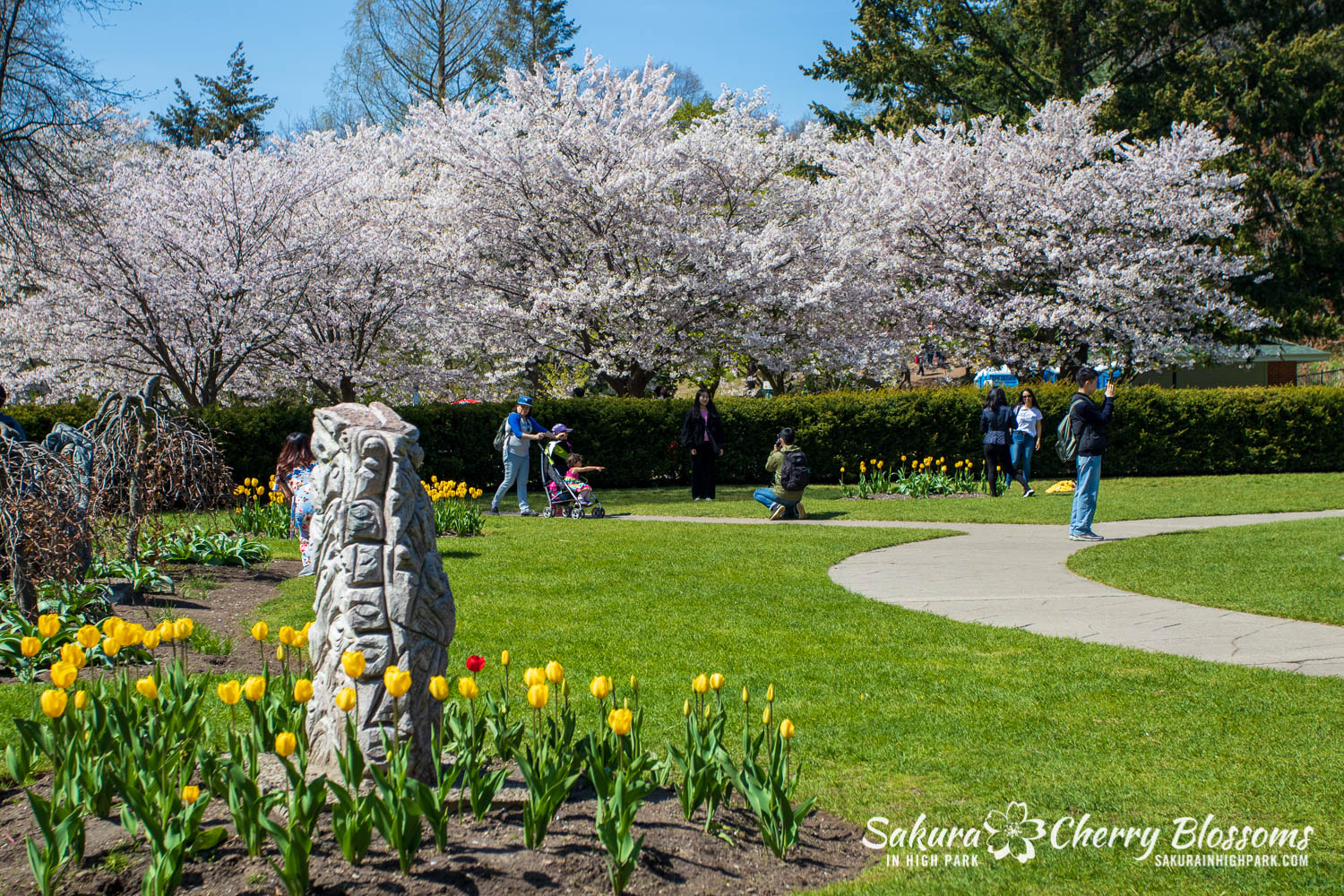 sakura watch may 17-19-258.jpg