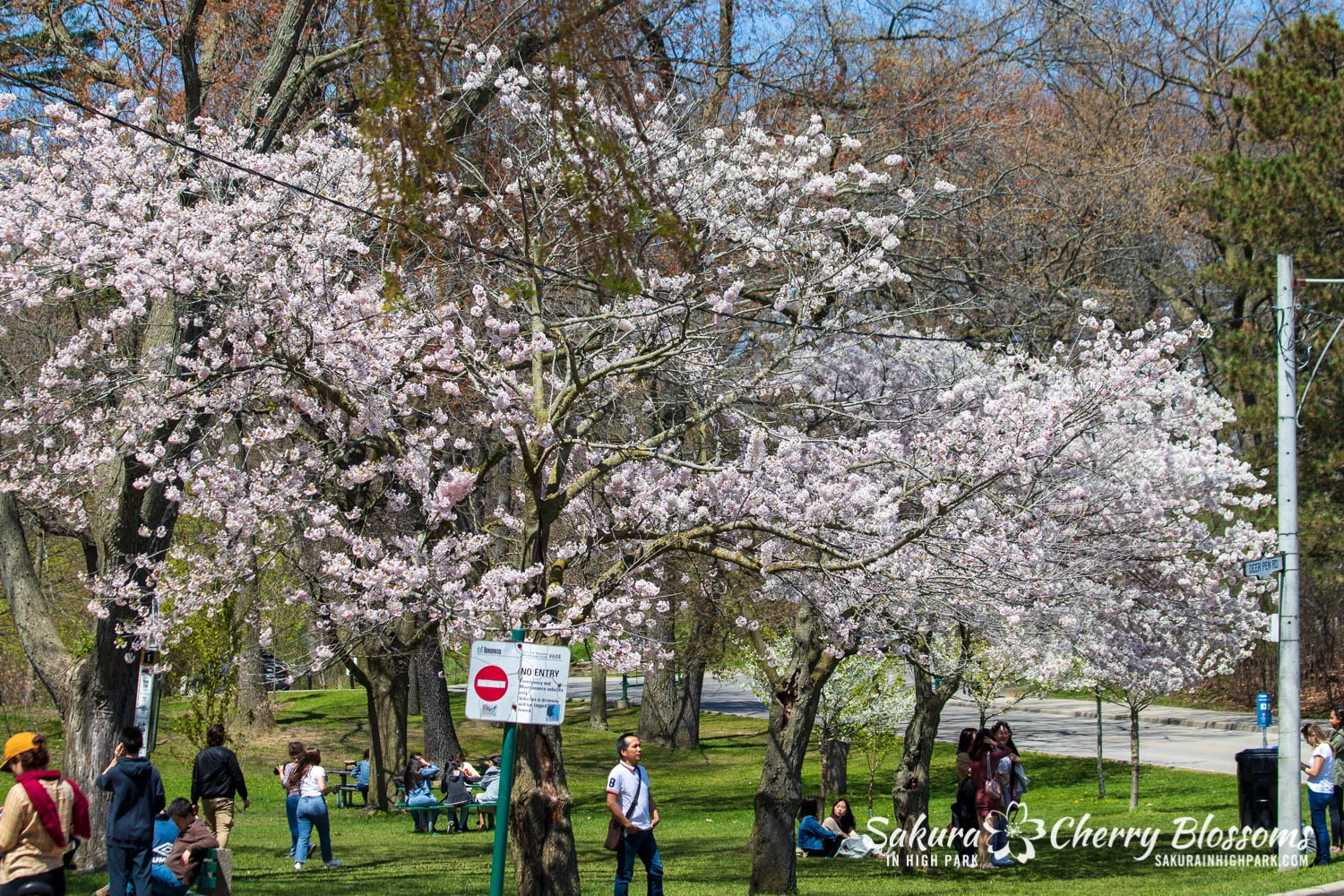 sakura watch may 17-19-167.jpg