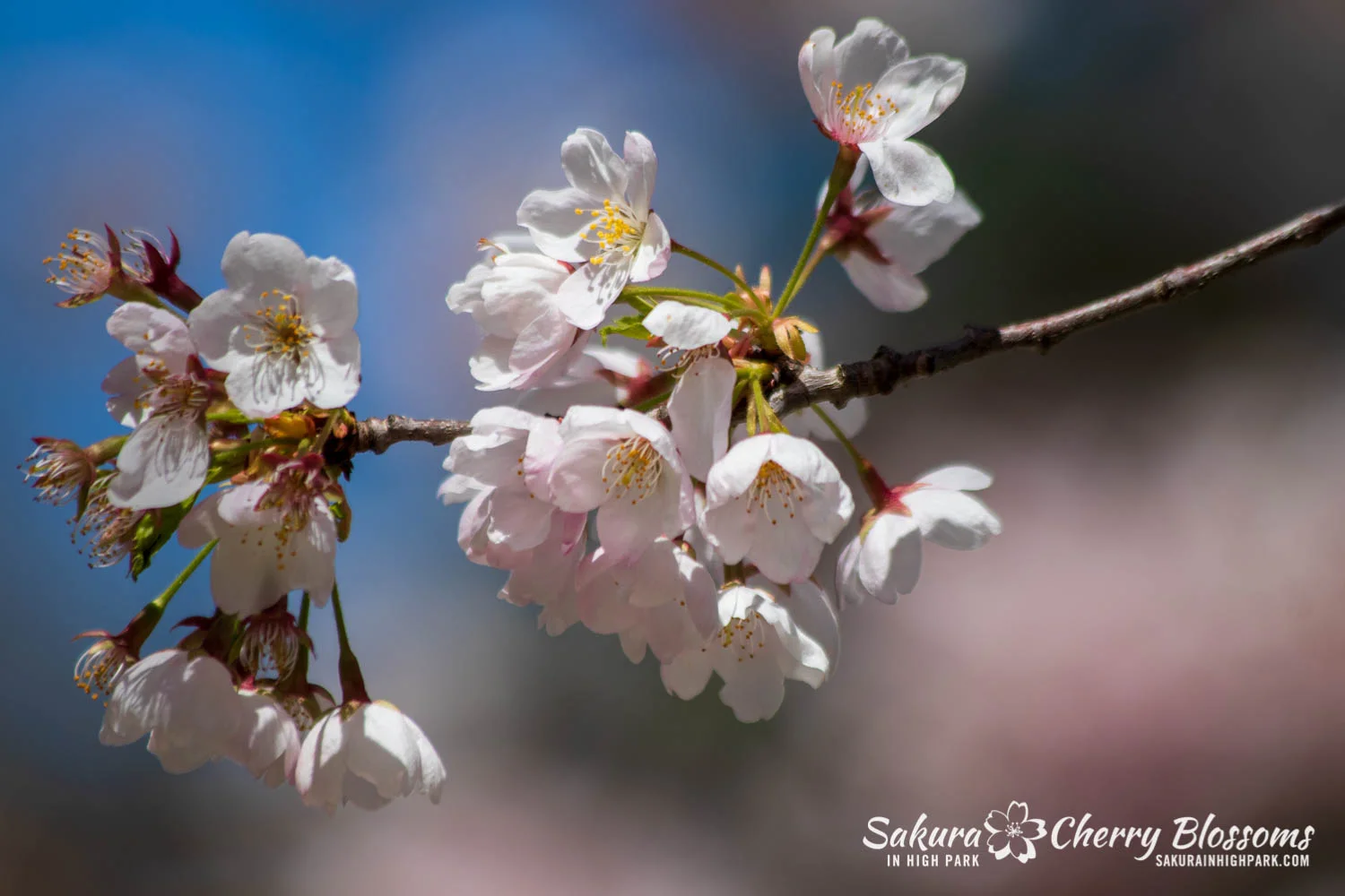 sakura watch may 17-19-188.jpg