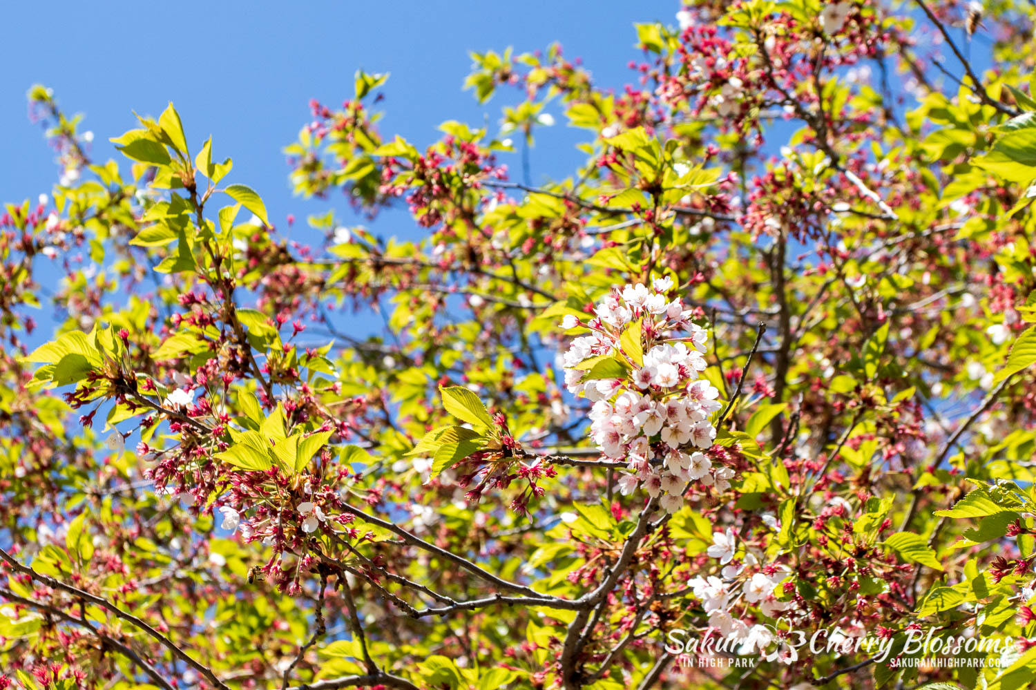 sakura watch may 21-2019-4.jpg