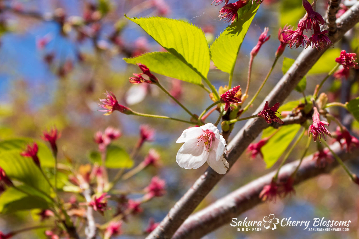 sakura watch may 21-2019-11.jpg
