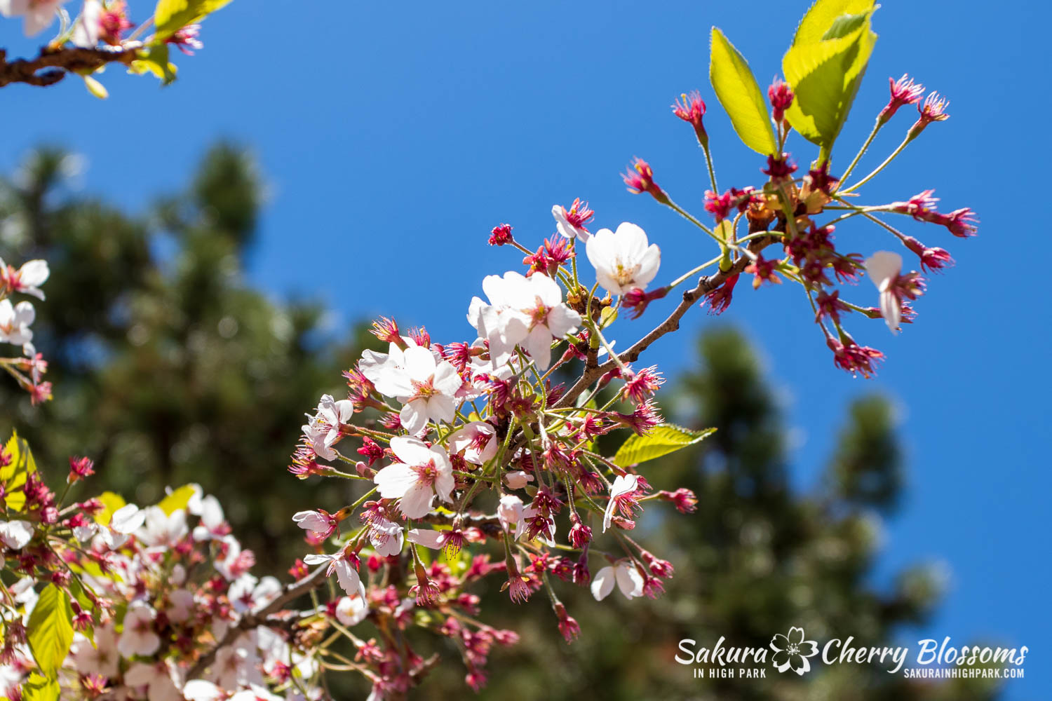 sakura watch may 21-2019-15.jpg