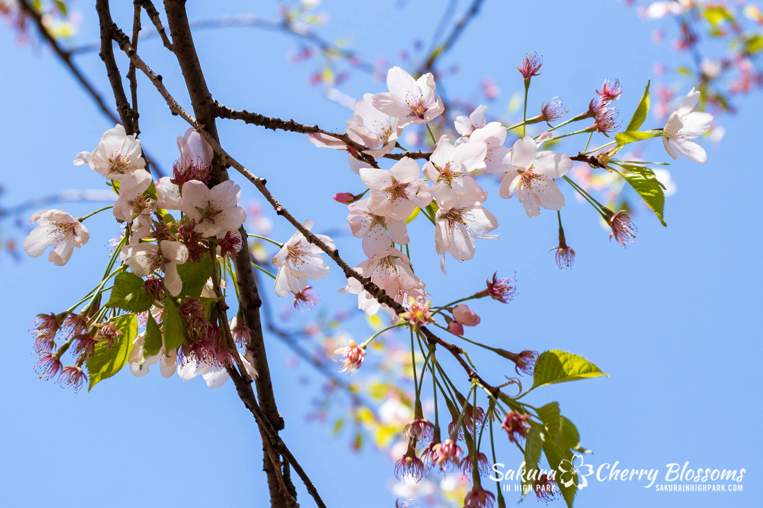 sakura watch may 21-2019-40.jpg